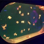 Malaking Fish Tank Acrylic Aquarium