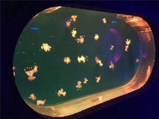 Malaking Fish Tank Acrylic Aquarium